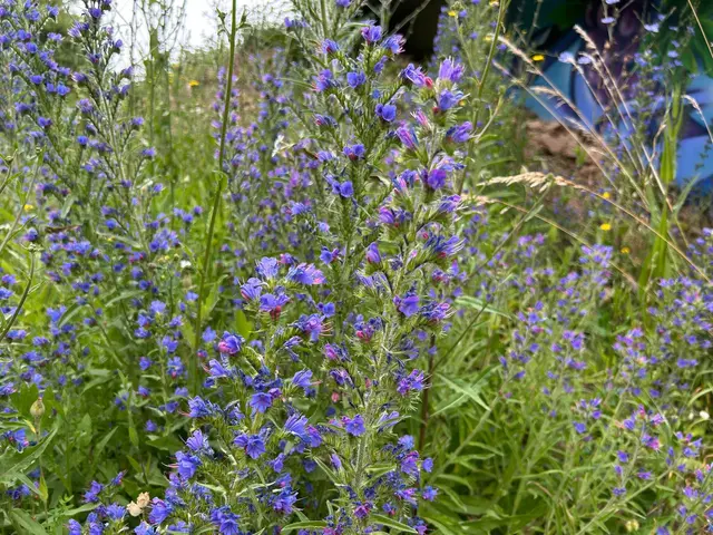 Natternkopf, ein Rauhblattgewächs Blume des Jahres 2026 | Foto: Marion Hendel