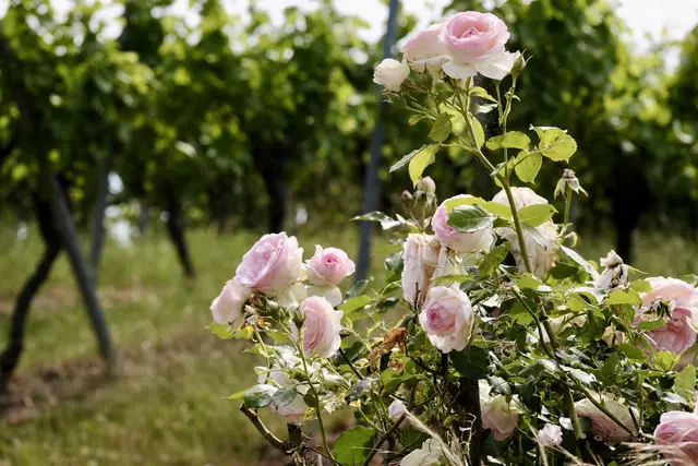 Die Eden Rose | Foto: ED