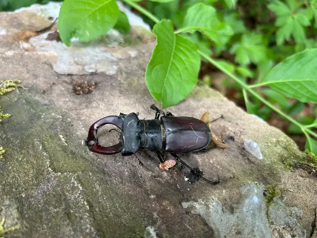 Der Hirschkäfer  ein ‚Waldbewohner‘ ist ein Käfer aus der Familie der Schröter (Lucanidae). Er gehört zu den größten und auffälligsten Käfern in Europa. Seinen Namen erhielt der Hirschkäfer aufgrund der bei den Männchen geweihartig vergrößerten Mandibeln (Oberkiefer)
2012 war der Hirschkäfer Insekt des Jahres | Foto: Marion Hendel