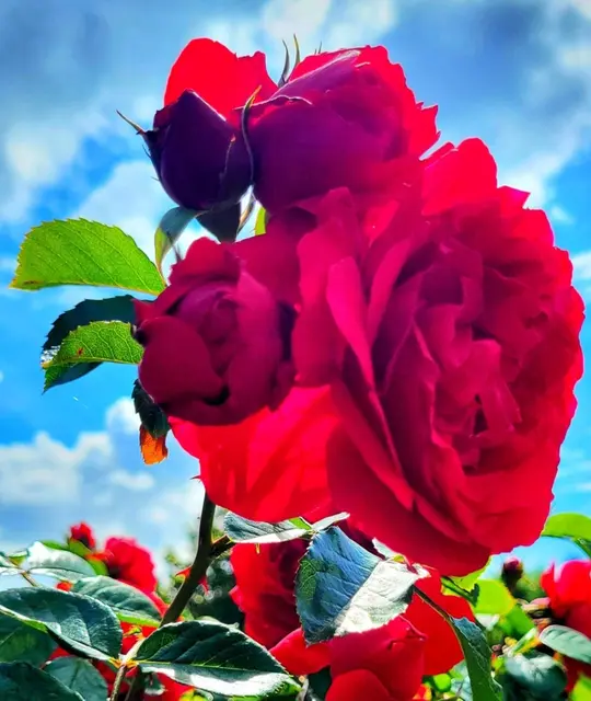 Foto: Birgit Bogdanski