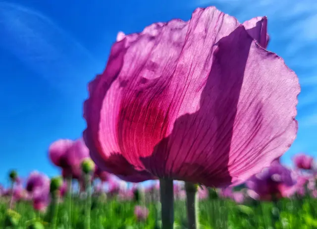 Foto: Birgit Bogdanski