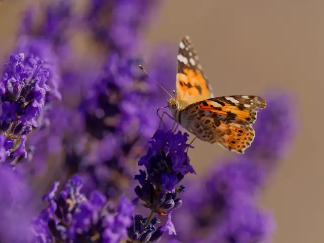Distelfalter | Foto: Eigenes Bild TB