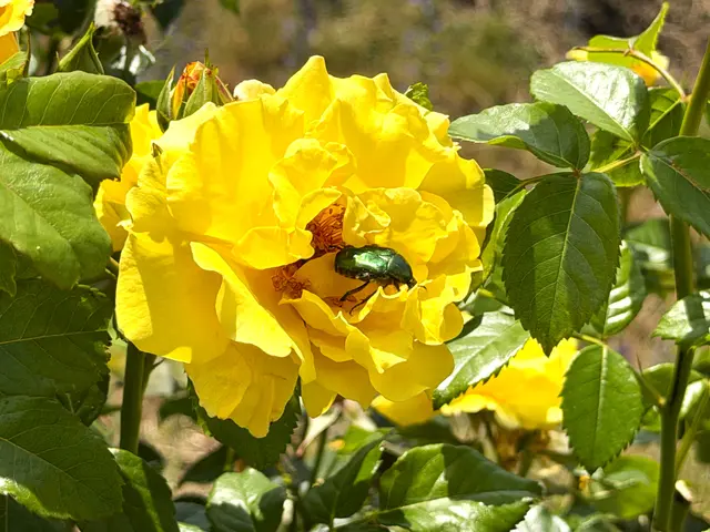 Foto: Heide Böllinger aus Bad Friedrichshall