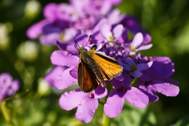 Foto: WKY