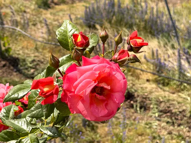 Foto: Heide Böllinger aus Bad Friedrichshall