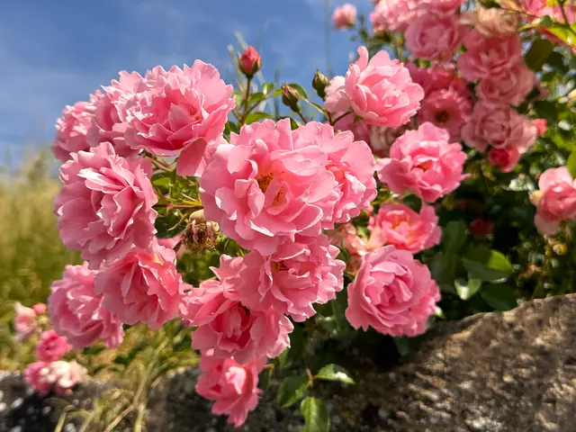 Foto: Heide Böllinger aus Bad Friedrichshall
