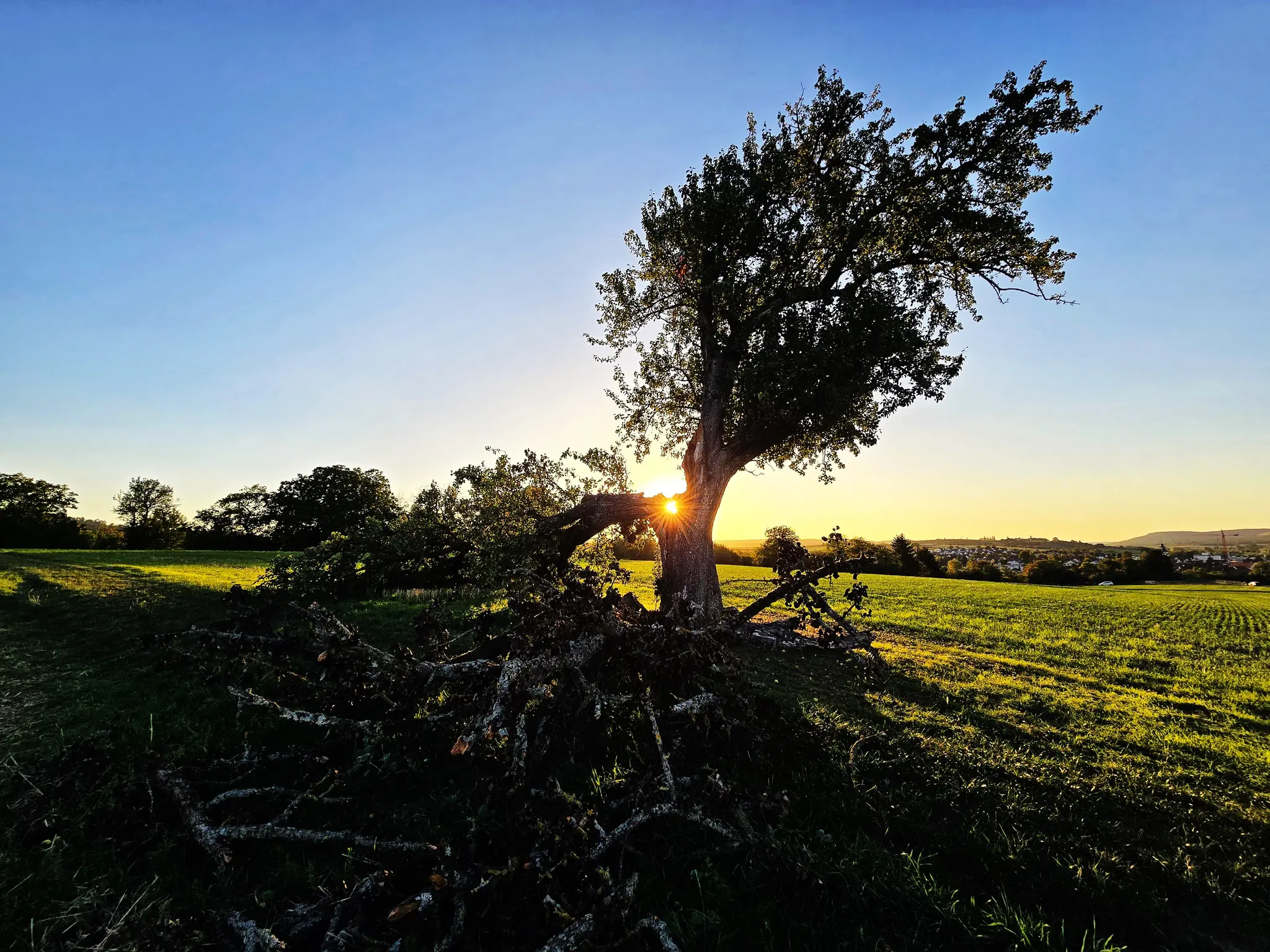 HERBSTANFANG Tiefstehende Sonne lange Schatten reife Fr chte Obersulm