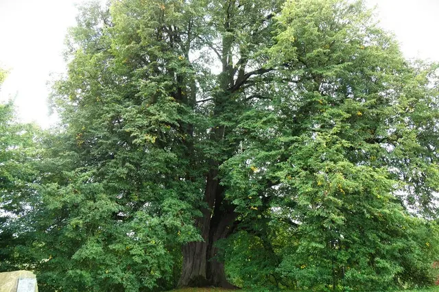 Die mächtige Anna-Linde | Foto: &copy; Isolde Reitz
