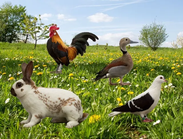 KTZV | Foto: &copy; S.F.