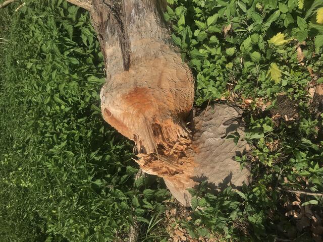 Der Biber hat nun sein Werk vollbracht, der Baum ist umgekracht.