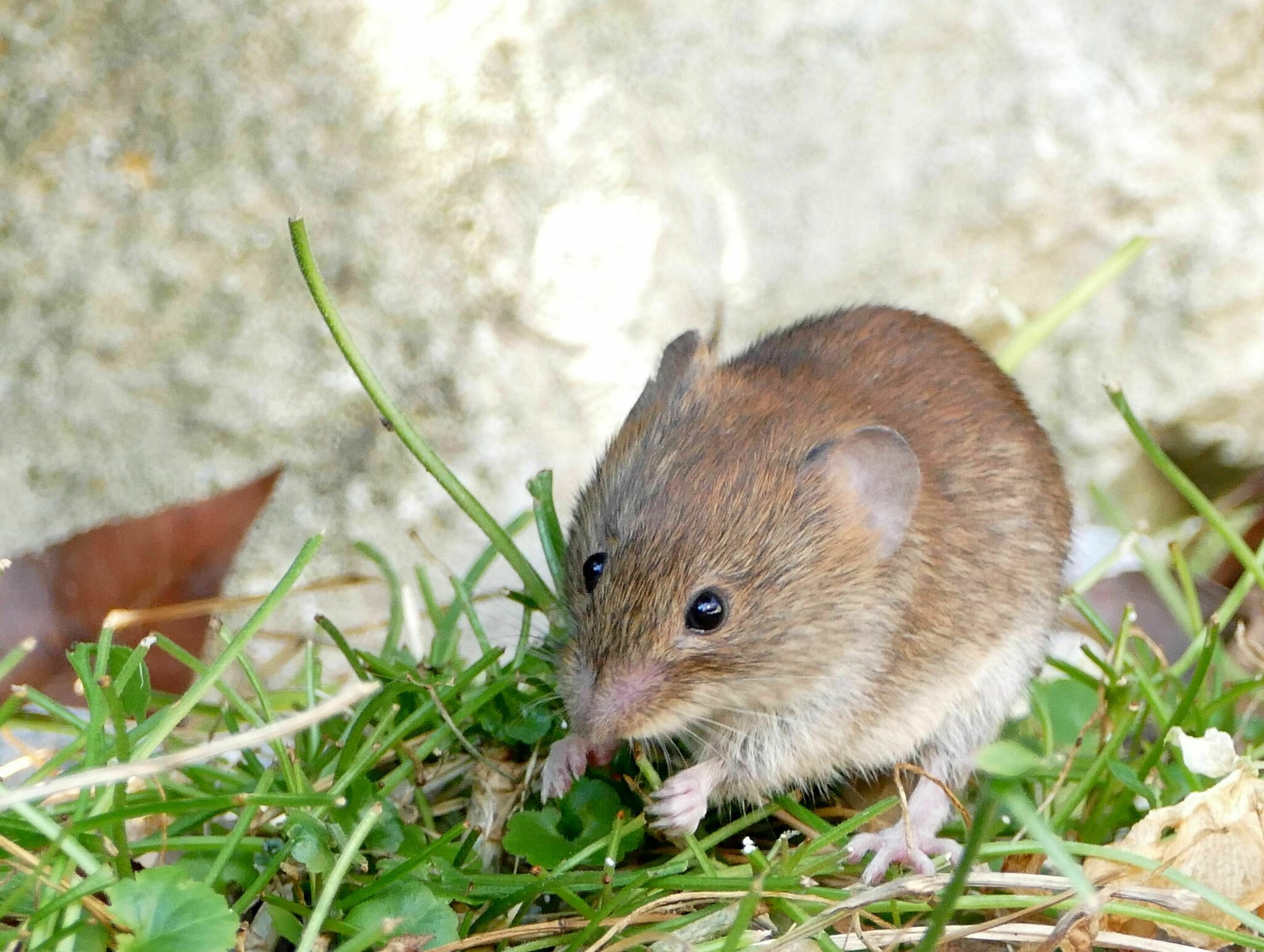 Ist das eine Rötelmaus?