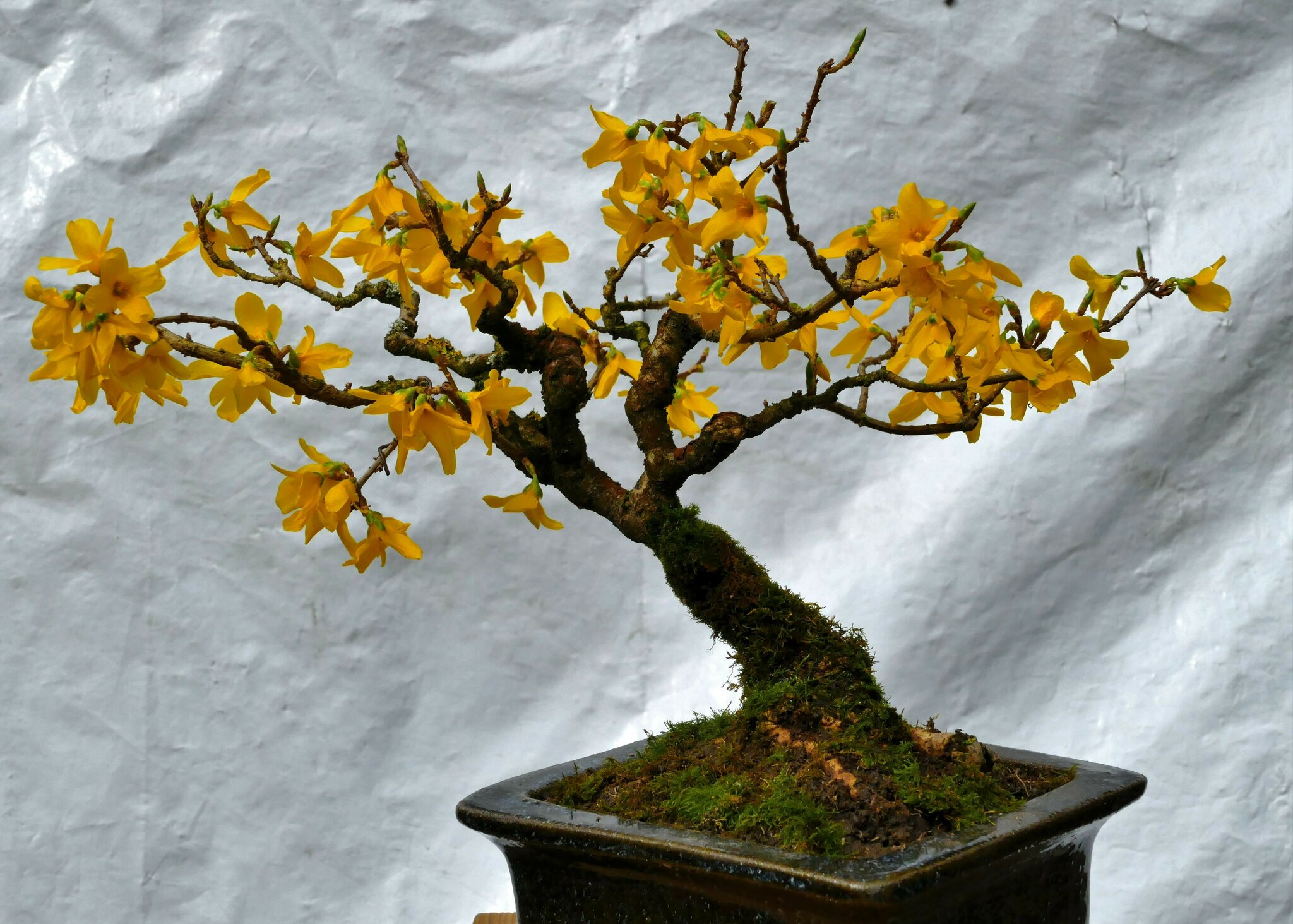 Bonsai
