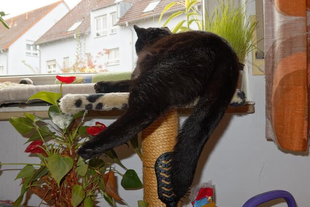 Timmy beim Vögel-TV