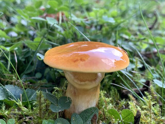 Glänzt auf unserer Wiese