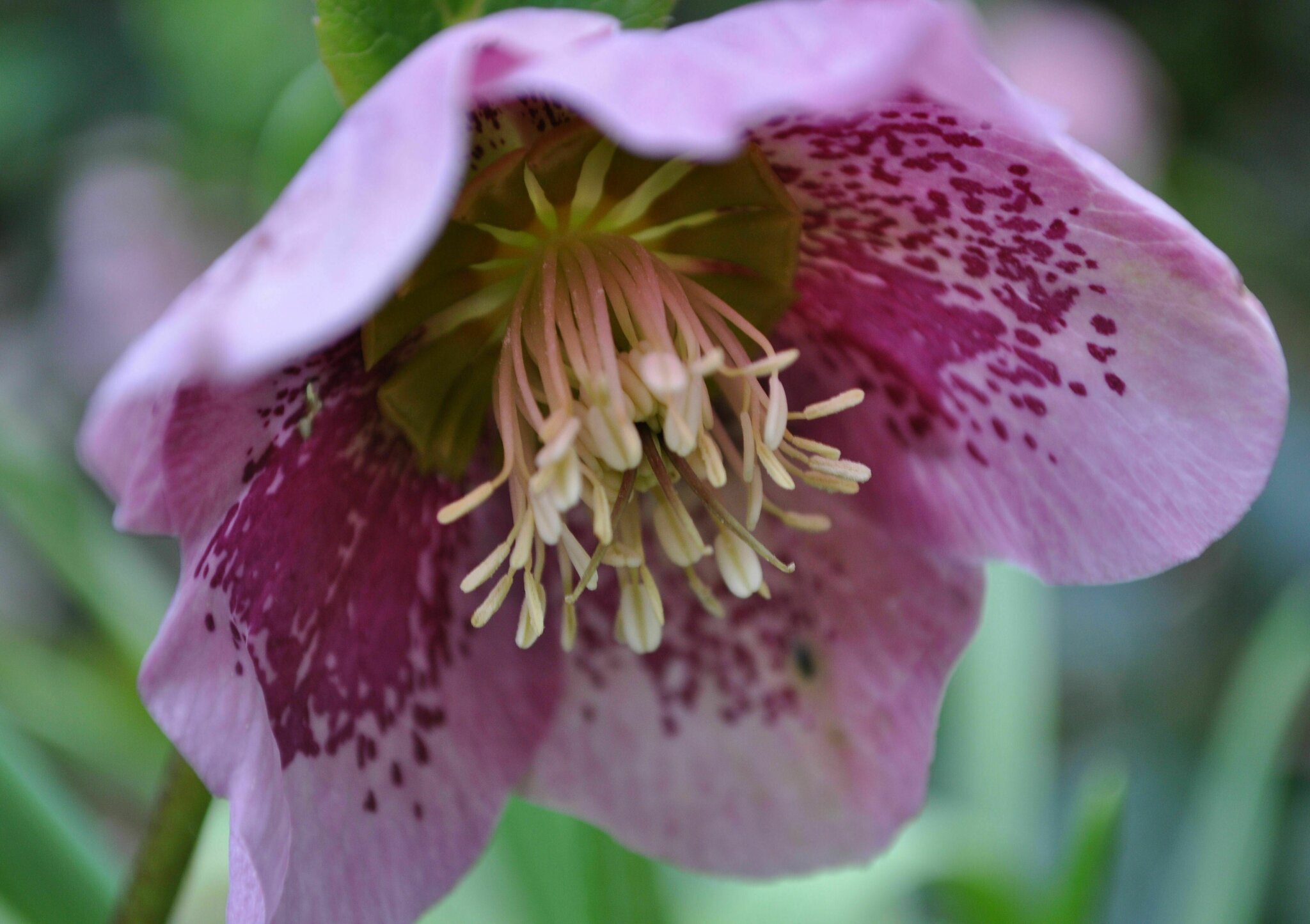 Lenzrose, dieses Jahr in einer neuen Farbe