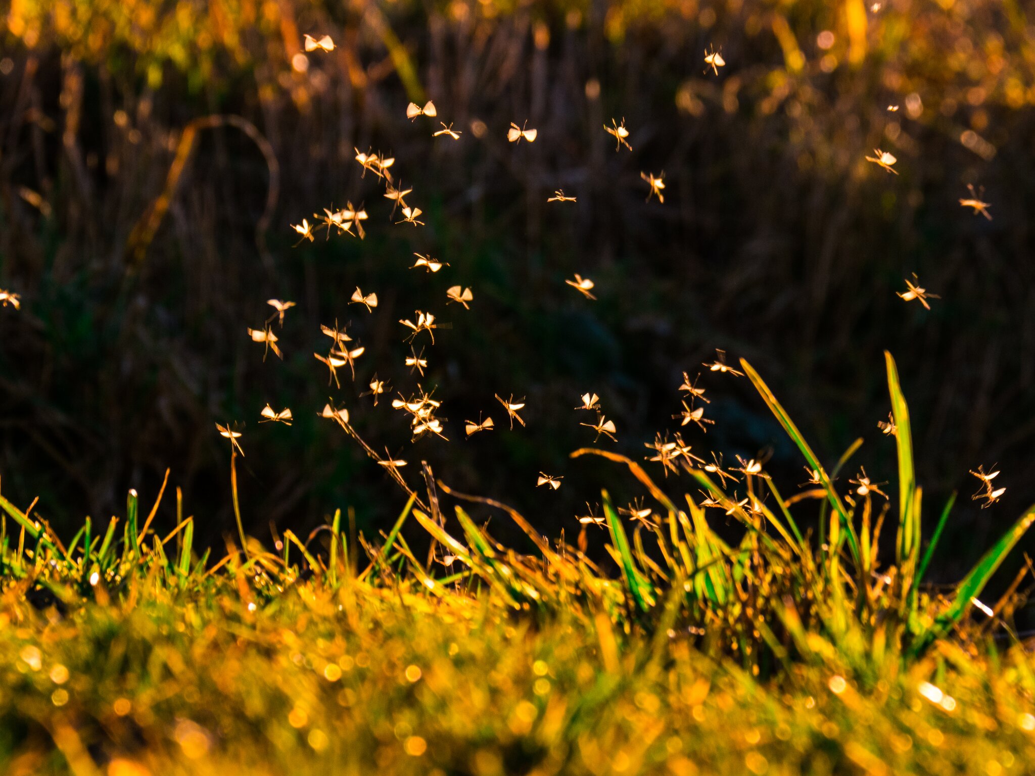 Mückenschwarm im Abendlicht