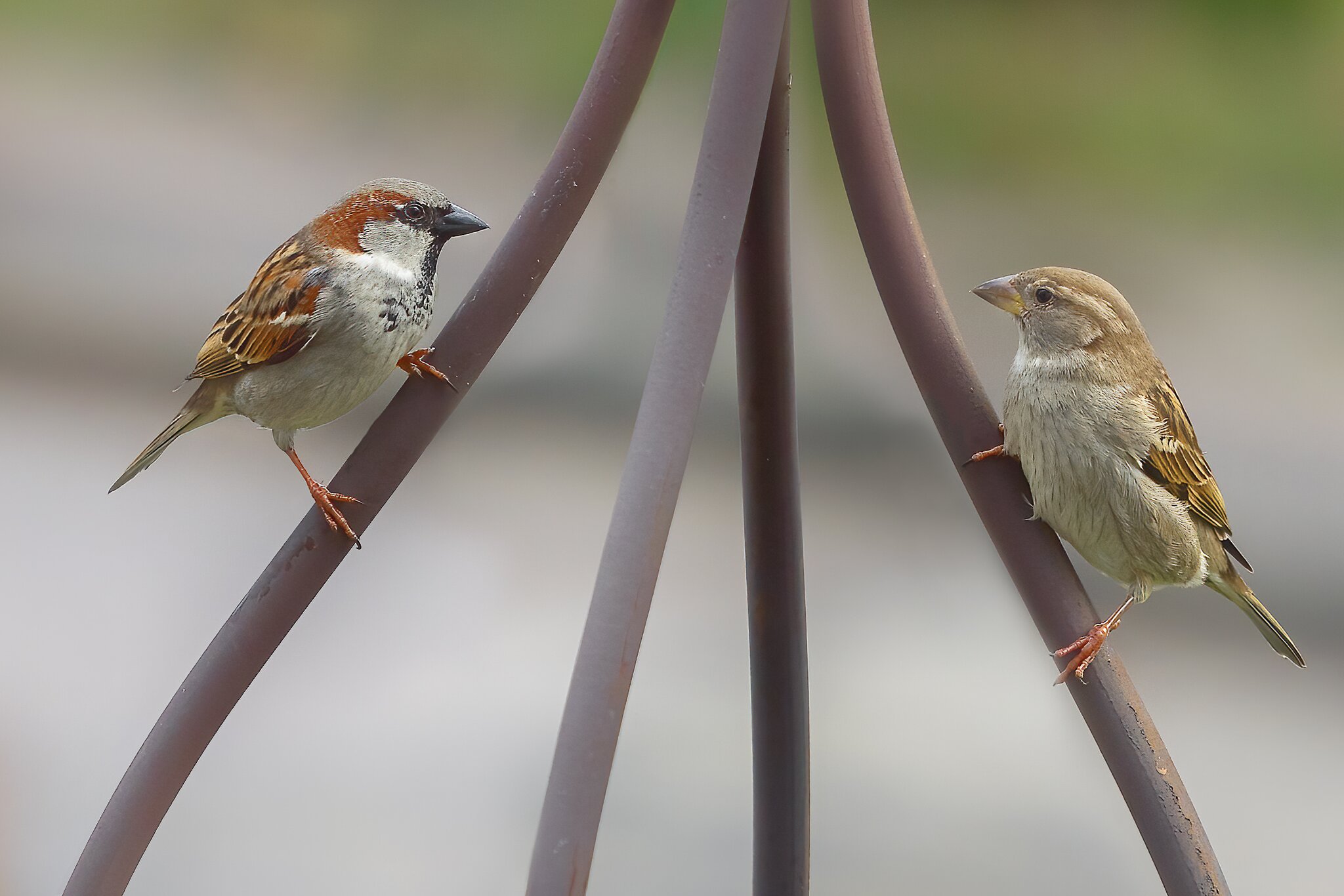 Gesellige Spatzen in unserem Garten
