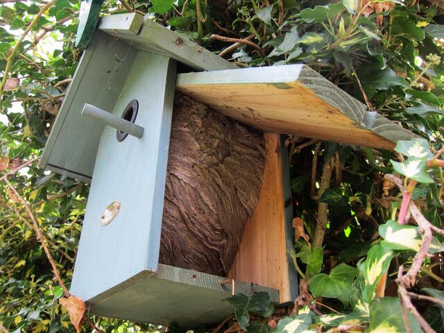 Das Wespennest "sprengt" das Vogelhaus