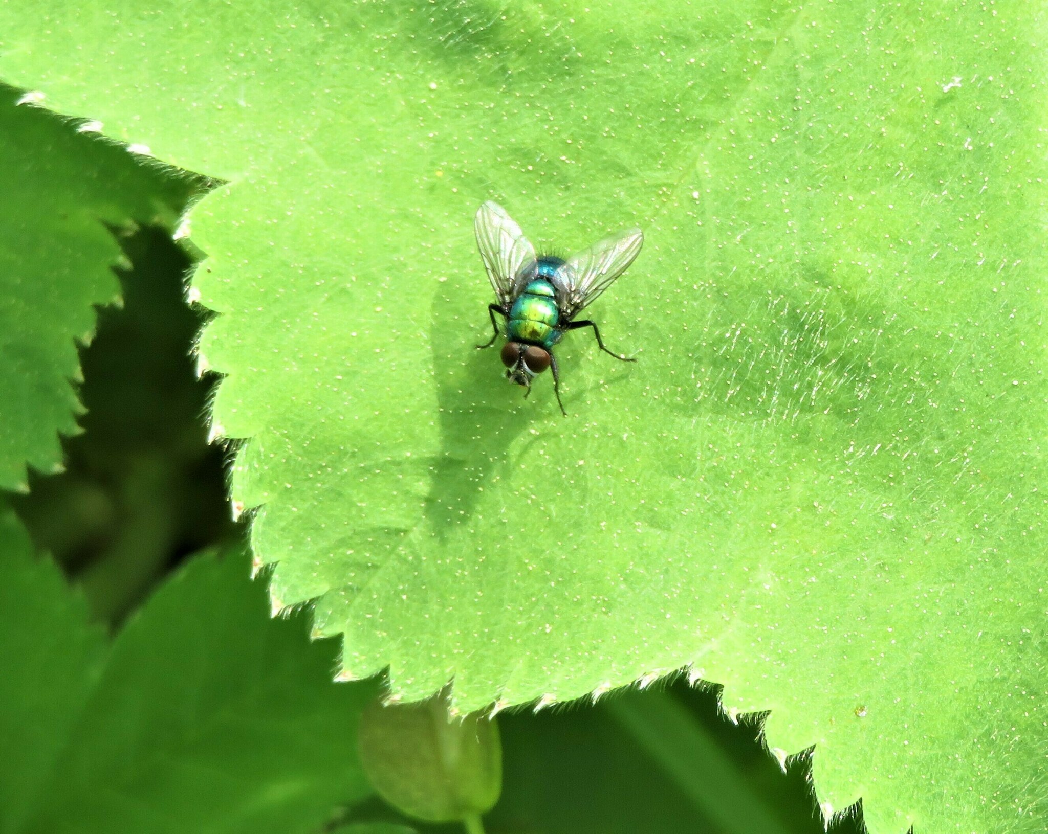 Grüne Fliege / Goldfliege auf einem Platz im Grünen