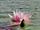 Seerose am Neumühlsee