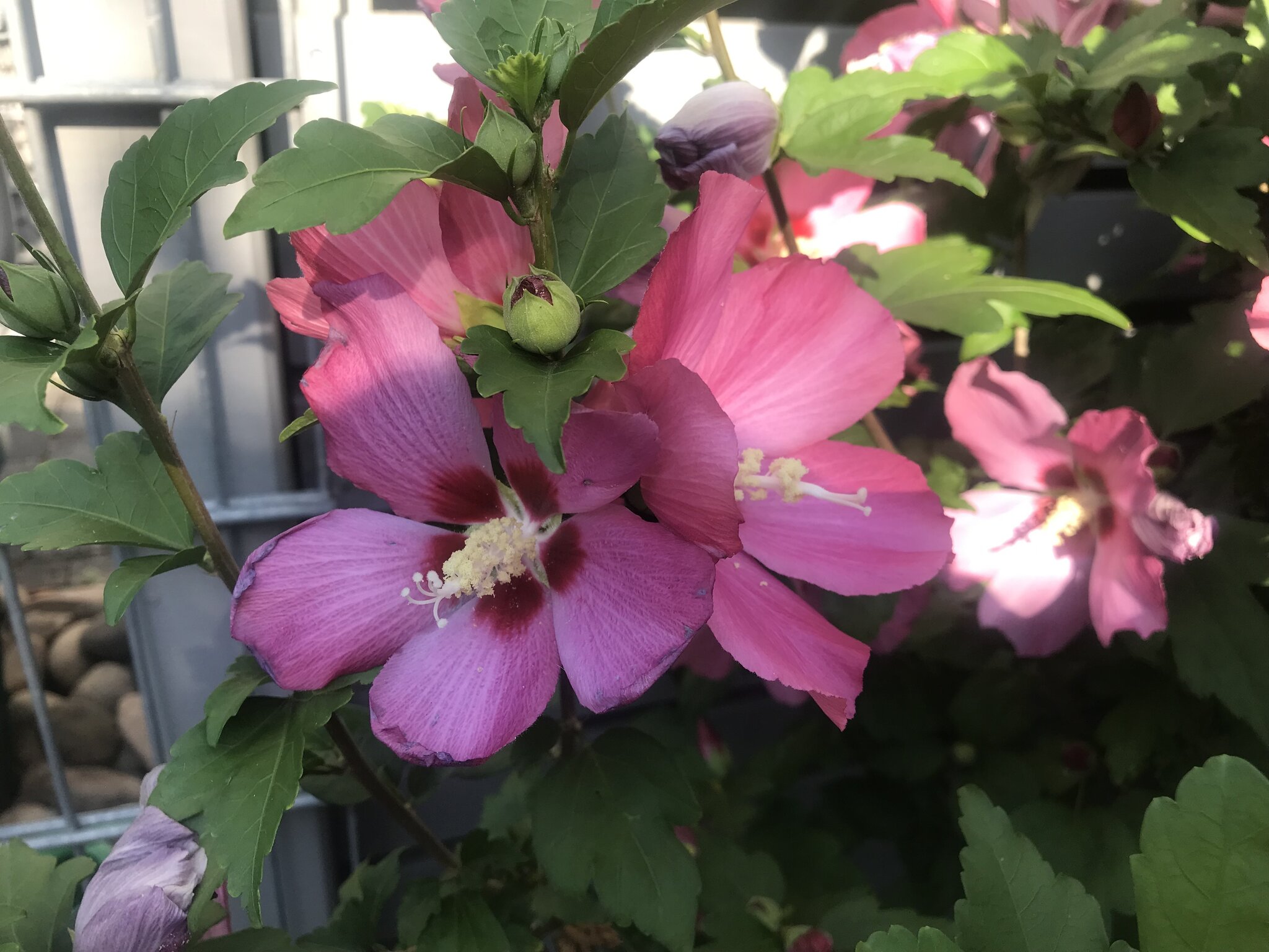 Der Hibiskus blüht wunderbar