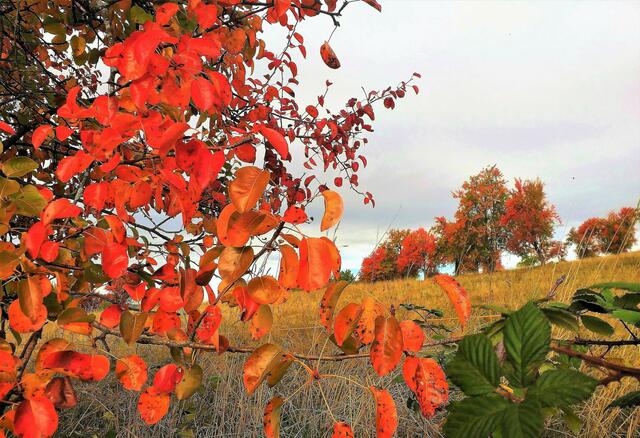Das Reh im Unterholz erwacht ... und denkt, da ist er ja. Der Herbst kam leise über Nacht ... und seine Farben läßt er da.  ( Autor unbekannt )