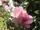 Rose in der Nachmittagssonne
