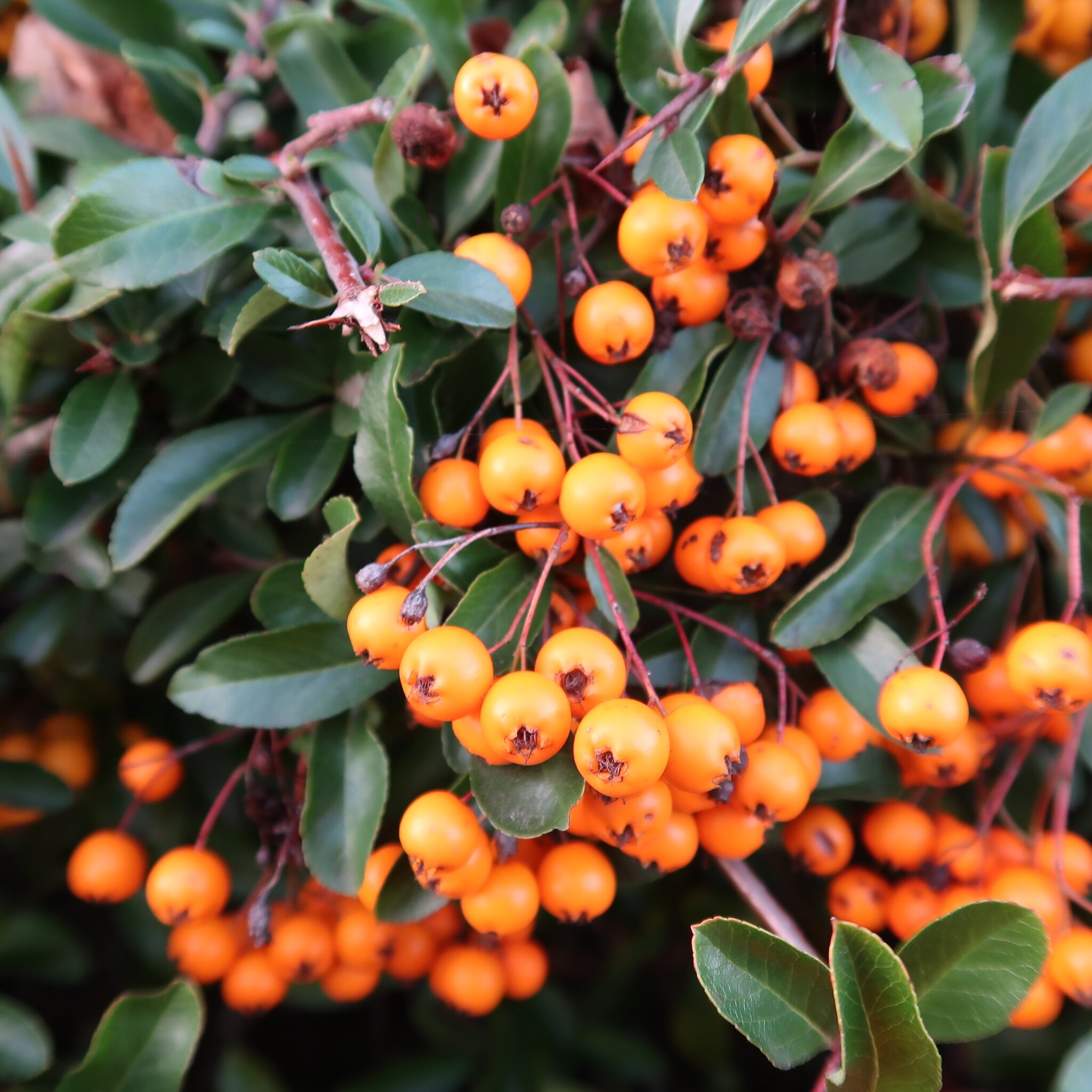 Die gibt es dieses Jahr reichlich.