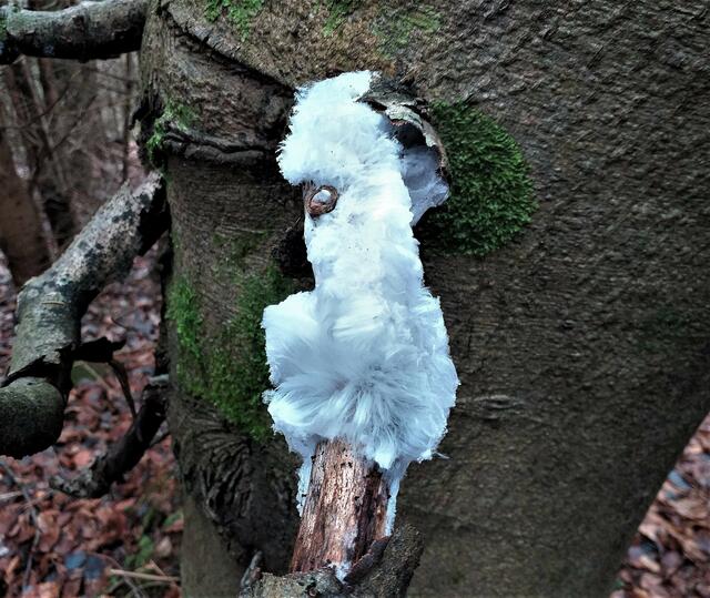 Ein schnelles Foto war leider nur von hinten möglich ( 08.12.2022 )