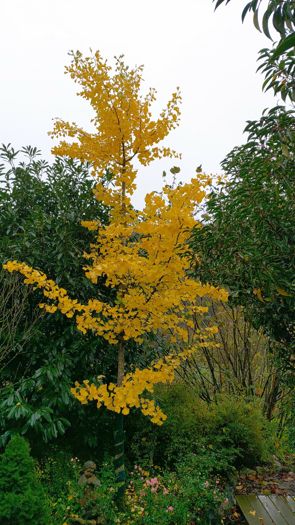 Unser Ginkgo im Garten leuchtet. Auch bei dem Regenwetter ein Lichtblick😍
