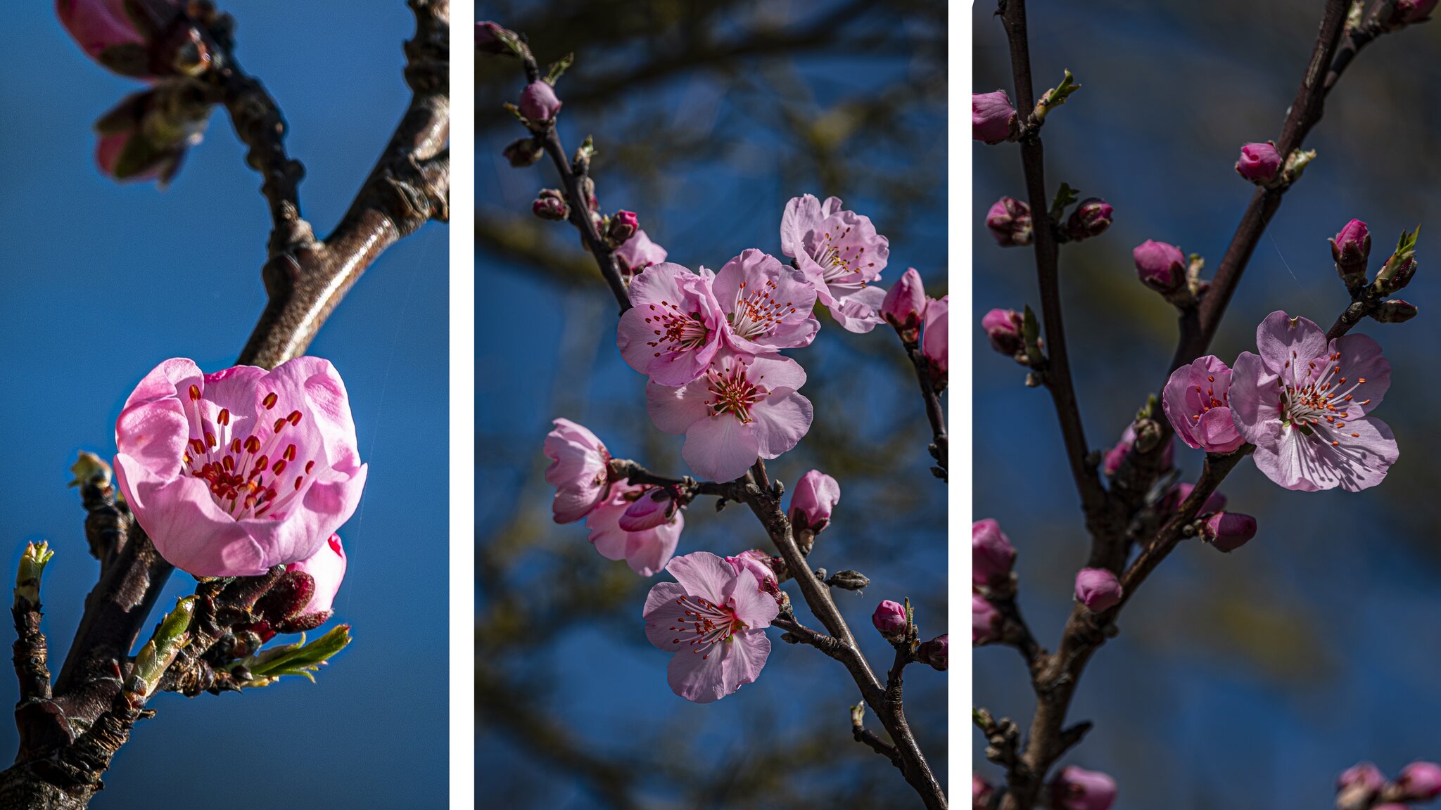 Mandelblüte bei Diefenbach 2024
