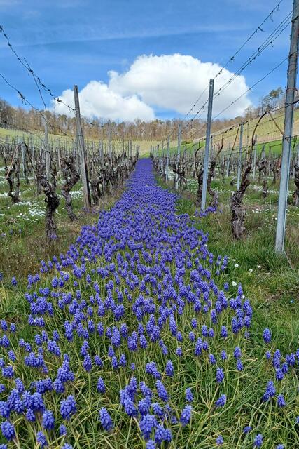 Heuchelberg - schönste Weinbergzeile | Foto: Privat - Klaus Schnell