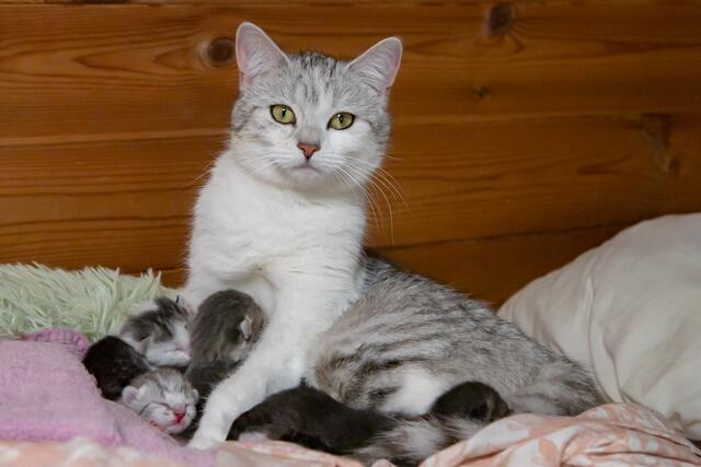 Minka mit Nachwuchs | Foto: Helga Rosenberger