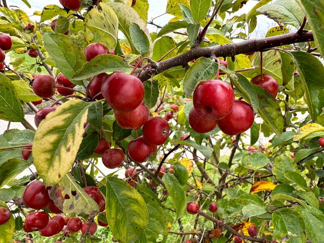 Foto: Heide Böllinger aus Bad Friedrichshall
