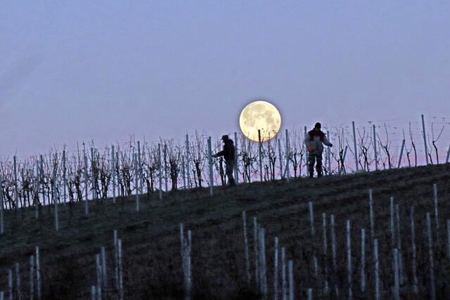 Bei Frost und Vollmond im Wengert | Foto: eigene Aufnahme