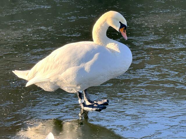 Alte Weisheit - wenn der Schwan auf dem See läuft ist es kalt... | Foto: Heide Böllinger aus Bad Friedrichshall