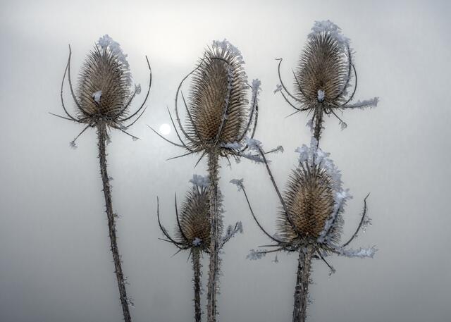 Mit  den  Eiskristallen sehen die Disteln viel schöner aus. | Foto: Rüdiger Reingräber