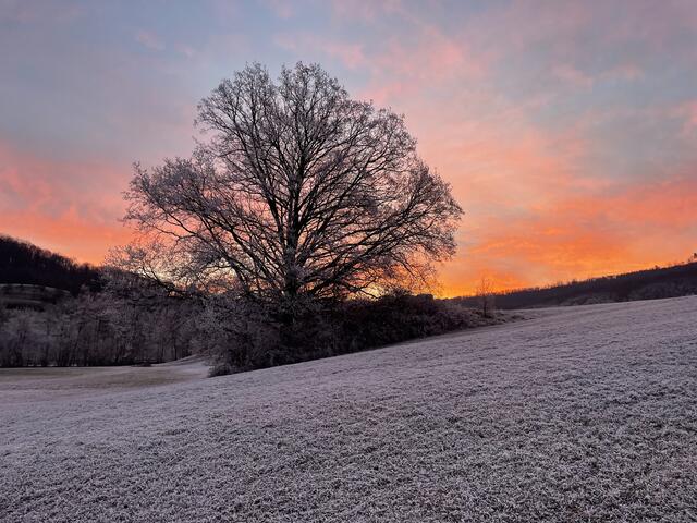 Eisbaum vor Morgenhimmel  | Foto: Eigenes Bild