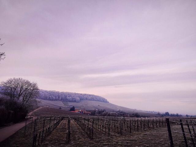 kalter Blick auf den Weinberg in HN🥶 | Foto: Ralf Röser