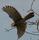 Falke im Flug | Foto: Foto von mir selbst gemacht.