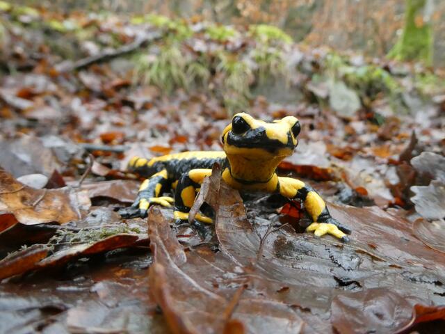 Feuersalamander. Hat seine Winterruhe aufgrund hoher Temperaturen unterbrochen. 29.01.2025 | Foto: Helmut Brehm