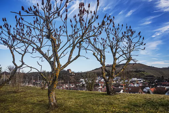 21. Februar 2025 * Schloss Magenheim und der Michaelsberg | Foto: ehw