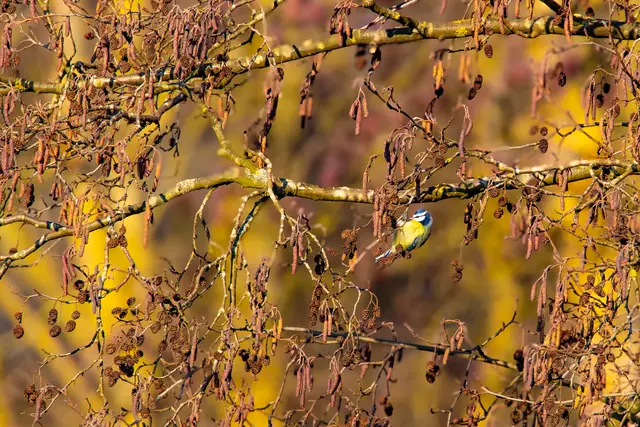Blaumeise | Foto: H.Rosenberger