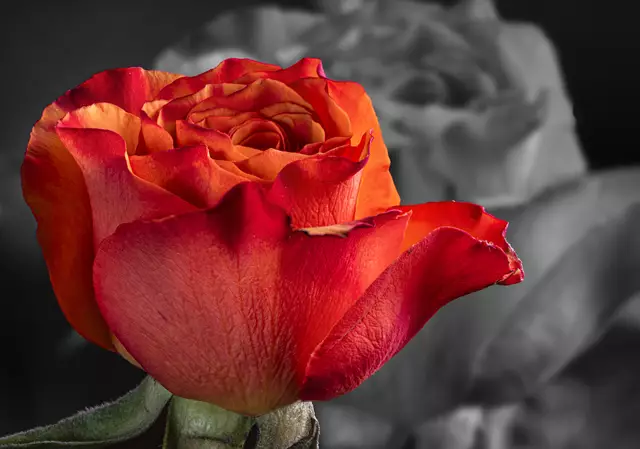 Am 16. März wieder mal Focus Stacking probiert... 🤔 | Foto: ehw