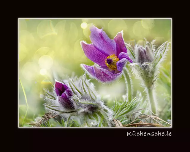 Leider konnte ich beim Heimatreportertreffen im Ziegeleipark nicht kommen, da ich einen anderen Termin hatte. Hier ein Foto aus unserem Garten. | Foto: Eigenes Foto von GT