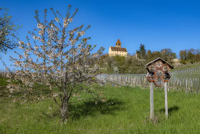 12. April 2025 | Foto: ehw