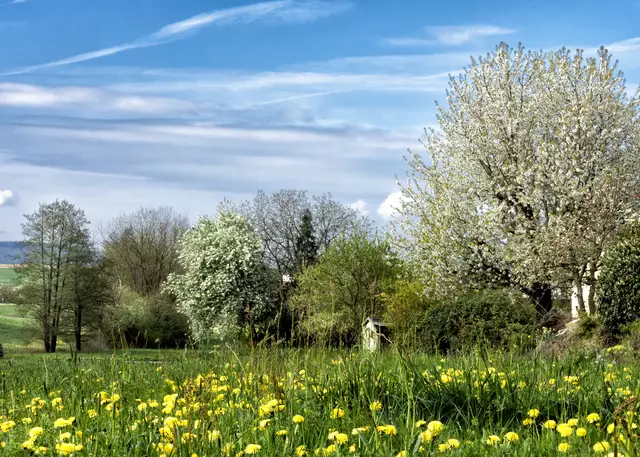 So schön blüht es in Gaisbach. | Foto: Rüdiger Reingräber