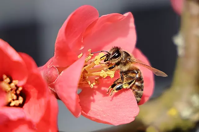 Fleißiges Bienchen | Foto: MB