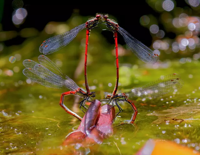 Die Frühe Adonisjungfer ist eine Kleinlibellenart, der deutsche Name geht auf ihr zeitiges Erscheinen sowie auf ihre rot-schwarze Färbung zurück, die der von rotblühenden Adonisröschen ähnelt | Foto: Eigenes Bild TB