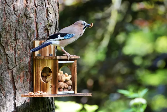 Der erste Besucher.... | Foto: Moni Bordt